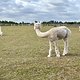 IMG 9784