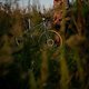 Sunset53 (MTB-News)