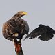 Seeadler stalked by a crow