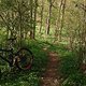 der Wald im Frühling