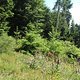 20110529 ctf silz 971.jpg 800x600