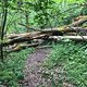 Sturmschäden auf Trails am Hochrhein