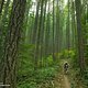 Wer würde nicht gerne mal durch einen solchen Wald fahren?