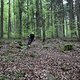 Auch in flowigen Passagen feier ich das Bike! Es klebt förmlich auf dem Trail!