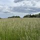 IMG 1619