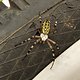 Spider on tire