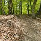 Gratis Wurzeltrail