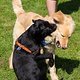Hundeschule 047