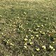Frühblüher: Winterling