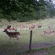 wildgehege die 1.