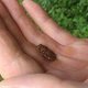 Grassfrosch baby