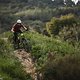 canyon-spectral-action-91587