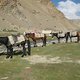 Himalaya2011139