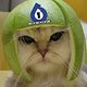 sixsixone helmet cat