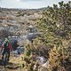 Knorrige Landschaft, anstrengendes Trail-Finale in der Ebene