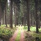 In den endlosen Weiten der Rabenberg-Wälder