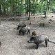Wildschweinrotte im Tegeler Forst :)