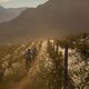 Riders come down through the vineyards of Banhoek Conservancy during stage 6 of the 2019 Absa Cape Epic Mountain Bike stage race from the University of Stellenbosch Sports Fields in Stellenbosch, South Africa on the 23rd March 2019

Photo by Dwayne