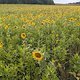 Sonnenblumen