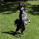Urlaub Hunde -8193