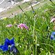 Blumenmeer