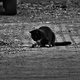 Katz und Maus