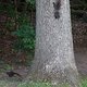 03 brockville squirrels