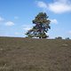 Westruper Heide 5