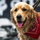 Den MTB-News.de-Preis für den süßesten Wuffi in Leogang kriegt dieser schnuffelige Golden Retriever.