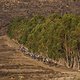Riders head towards the first big climb during Stage 3 of the 2024 Absa Cape Epic Mountain Bike stage race from Saronsberg Wine Estate to CPUT, Wellington, South Africa on 20 March 2024. Photo by Dominic Barnardt / Cape Epic
PLEASE ENSURE THE APPROPR
