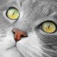 Unsere Katze Keira