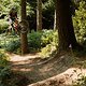 scott-sports-chasing-trail-brendan-fairclough-mtb-bike-actionimage-2020-042A6500-CREDIT-tomgphoto