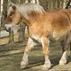 Pferde -02060