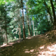 Schriesheimer Kopf Trail