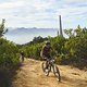 during Stage 4 of the 2025 Absa Cape Epic Mountain Bike stage race held at Fairview, Paarl, Cape Town, South Africa on the 20th March 2025. Photo by Michael Chiaretta/Cape Epic
PLEASE ENSURE THE APPROPRIATE CREDIT IS GIVEN TO THE PHOTOGRAPHER AND ABS