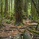 BC Squamish - Lumber Jacks