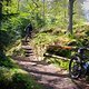 Treppe Lukashütte