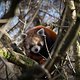 Roter Panda Tierpark Berlin