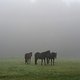 foggy horses
