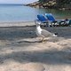 Möwe on the Beach