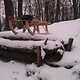 snow