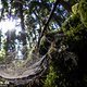 Viele Spinnennetze im Wald