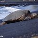 Honu nennen die Einheimischen die entspannten Meeresbewohner