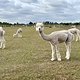 IMG 9782