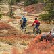 Mountainbike (1)