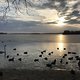 Geflügel auf dem Tegeler See