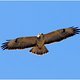 Bussard