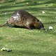 Nutria