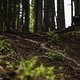 les-gets-track-walk-95500