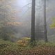 Herbststimmung auf dem nfh-Trail